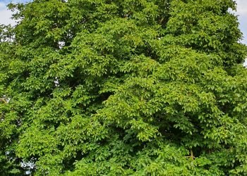 Arbre de vie de la Villa Juliette